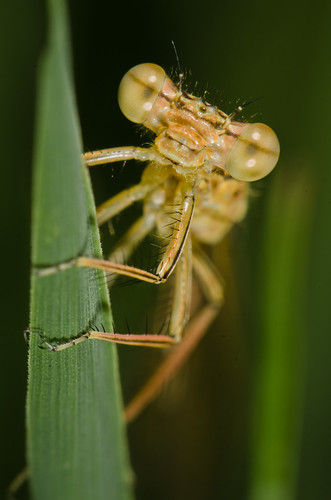 macro germany insect bavaria nikon makro damselfly lenses extensiontube kenko whiteleggeddamselfly nikon105f28 platycnemispennipes d7000