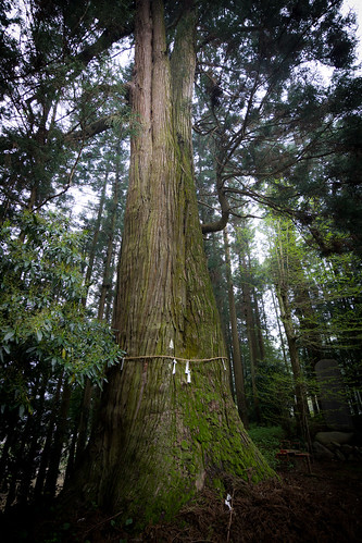 tree japan 日本 木 tochigi 杉 cryptomeria gianttree kanuma 栃木 鹿沼 喬木