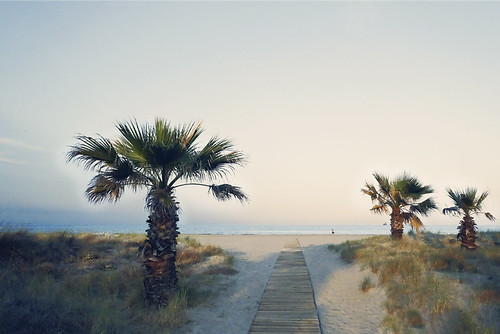 ocean sunset sea beach mar playa natura arena palmtree palmera encandilarte atardecernatura04