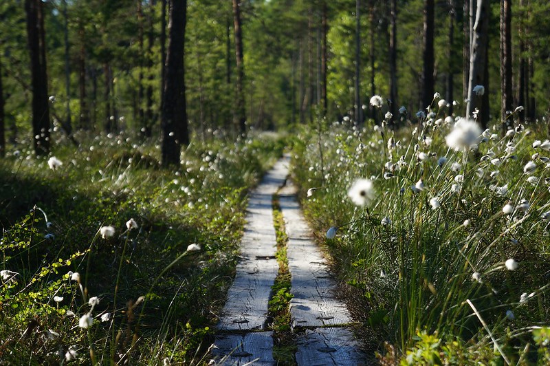 More duckboards, more Cottongrass