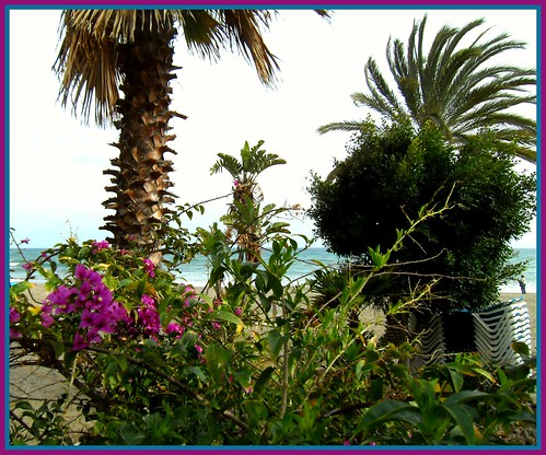 travel flowers trees sea beach spain costadelsol andalusia marbella yabbadabbadoo bourganvillea worldflowers