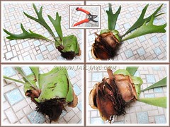 Propagating a Staghorn Fern (Platycerium bifurcatum), showing how the pup appears after removal: June 20 2012