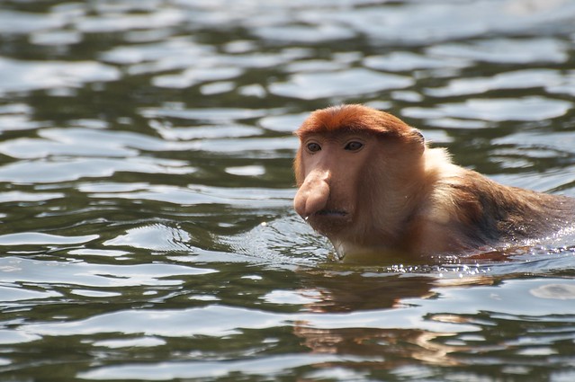 Swimming proboscis monkey again part II