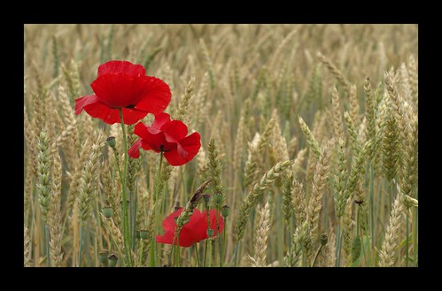red flower rot nature geotagged nikon warm natur feld poppy poppies juli blume 50views getreide getreidefeld d7000