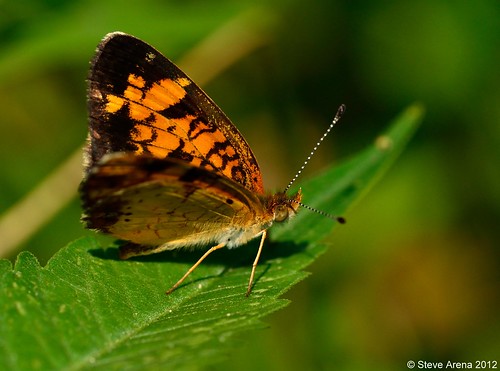 butterfly pearlcrescent