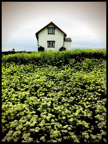 flowers home norway sauøya iphoneography