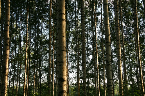kitee karjala karelia trees nature