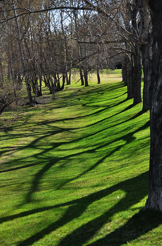green nature grass shadows