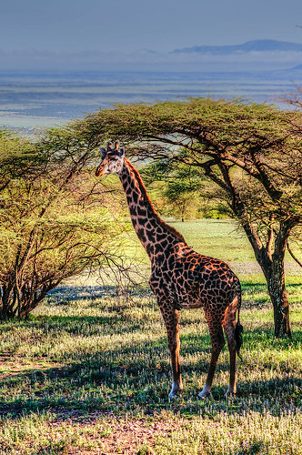 animals tanzania giraffe arusha naturelandscape
