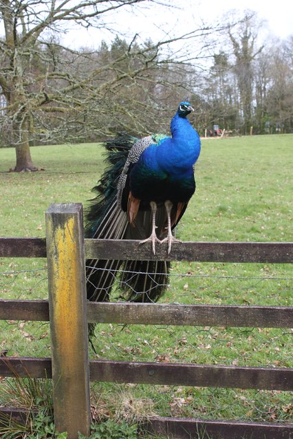 20120417_4038_peacock