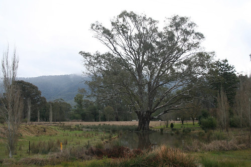 trees landscape australia victoria ovensvalley