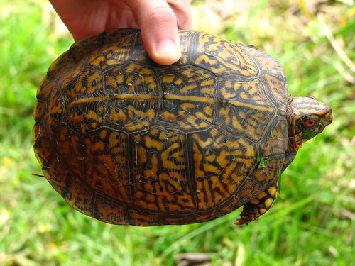 carapace of the box turtle