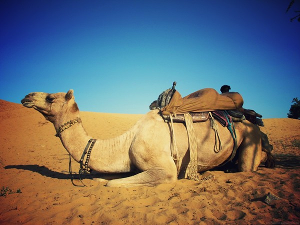【印度】終於，我們在Pushkar騎駱駝