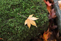 Leaf on Moss