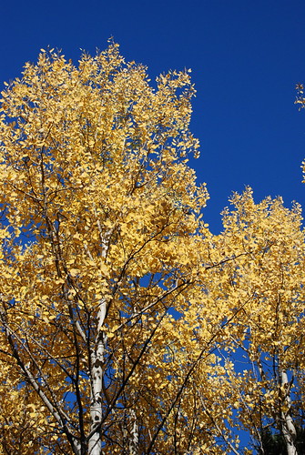autumn trees tree nature leaves leaf colorado colorful aspen