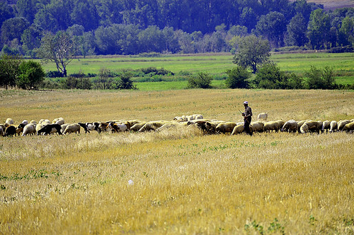turkey nikon türkiye natur edirne naturel turkia doğal doğa koyun çoban d700 veyispolat