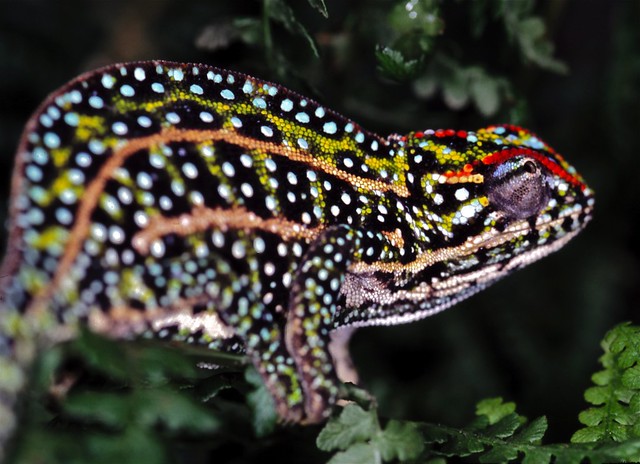 Jeweled Chameleon (Furcifer campani) | Flickr - Photo Sharing!