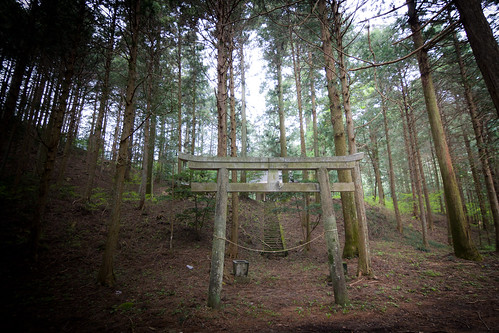 tree japan shrine 日本 木 神社 tochigi 杉 cryptomeria gianttree kanuma 栃木 巨木 鹿沼