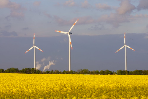 landwirtschaft raps rapsfeld windenergie rapsöl
