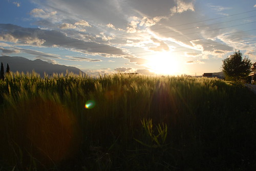 sunset wheat