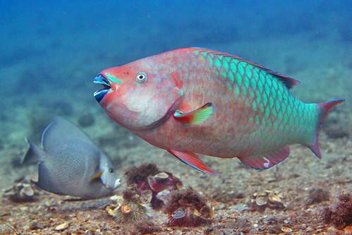 虹彩鸚嘴魚。（來源：Kevin Bryant）