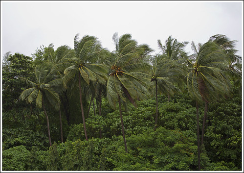 바람에 코코넛 나무
