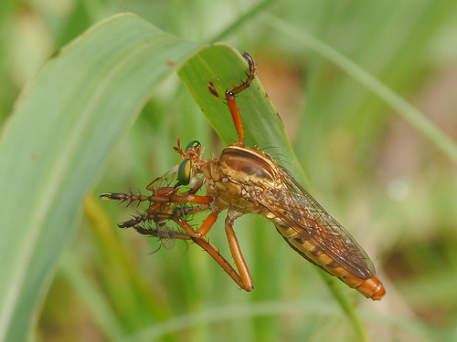 mikaelbehrens wildlife texas gonzalesindependencepark insect gonzales unitedstates us