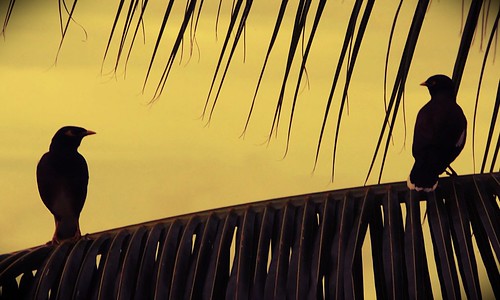 birds closeup sunrise coconut balcony silouette southpacific solomons solomonislands honiara