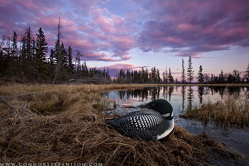 sunset reflection landscape spring angle nest wide mother connor columbia eggs british common nursing loon cariboo nesting incubating stefanison