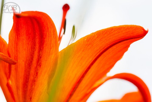 orange plant flower nature beauty landscape petals spring flickr lily blossom backlit tigerlily facebook blooming