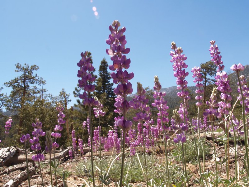 Lupine Flowers in the sun on the Caramba Trail