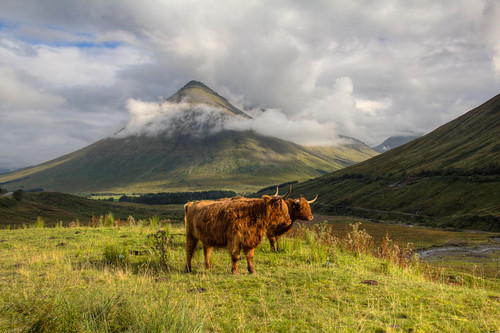mountain montagne canon scotland cattle vaches ecosse eos60d
