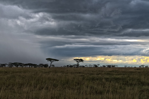 africa trees sunset wild storm tree green grass rain clouds tanzania nationalpark free east plains serengeti setting range ecosystem protected bigfive