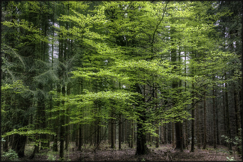 light black tree green forest germany deutschland vert allemagne foret arbre schwarzwald hdr noire