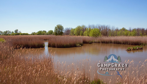 lake ontario water outdoors landscapes nationalpark pond tourist swamp views habitat sanctuary pointpelee sites protected hillmansmarsh campcrazyphotography serenalivingston