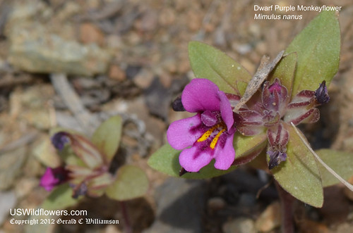 Dwarf Purple Mimulus, Dwarf Purple Monkeyflower - Mimulus nanus