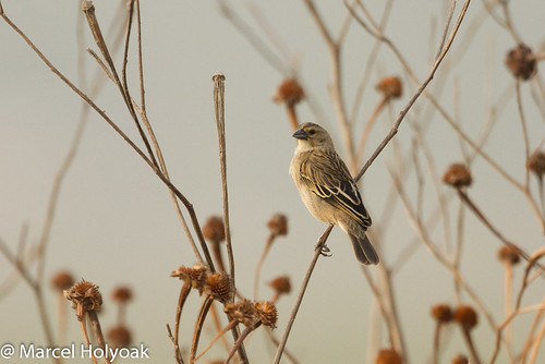birds weavers cameroon adamawa widowbirds euplecteshartlaubi marshwidowbird