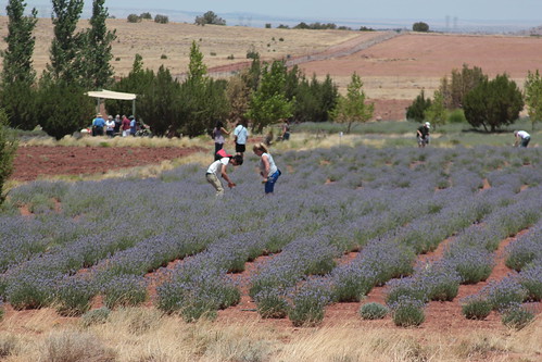 arizona lavender az redrock ari 2012 concho redrocklavenderfestival
