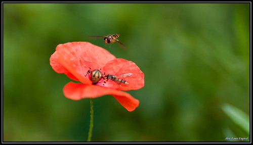 france macro nature fleur insect rouge photography fly photo pentax flight poppy vol juillet butiner hoverfly insecte 2012 coquelicot saintquentin syrphe survol tamronspaf90mmf28 notonexplore pentaxk20d engival aisnepicardie louisengival