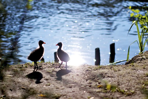sunset lake silhouette see ducks paderborn enten fischteiche klein0r matthiaskleine kleinephoto