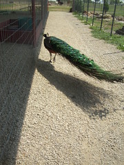 At Forney Gentle Zoo