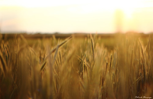 sunset field corn sonnenuntergang landwirtschaft feld korn pfalz getreide