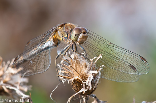 insekten libellen makro natur tiere wildtiere nikon odonata insect d700 nikkormicro200mm dragonfly macro closeup animal outdoor nature manuallens
