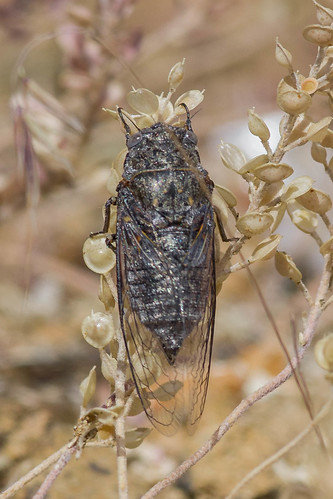 cicada insect sparks nevada unitedstates