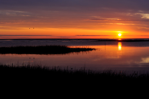 sunrise easternshore oyster cheriton
