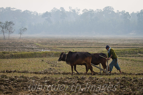 nepal man field animal rural work person cow asia cattle paddy farm stock hard east beast farmer livestock oxen cultivation agricultural oldfashioned koshi ploughing yoke kosi koshibirdobservatory