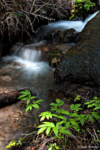 plants motion newmexico water creek stream canonefs1855mm jemezmountains hiddenfalls canonrebelxsi