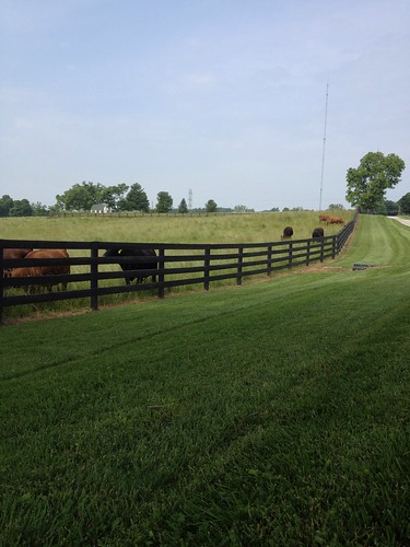 trees grass fence cows farm kentucky country