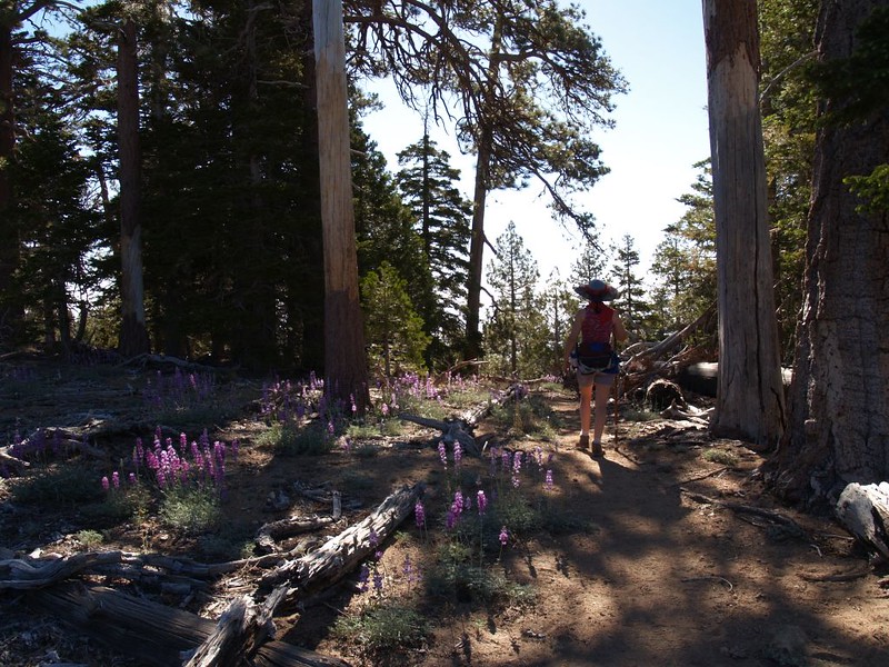 Lupines in the morning sun on the Caramba Trail