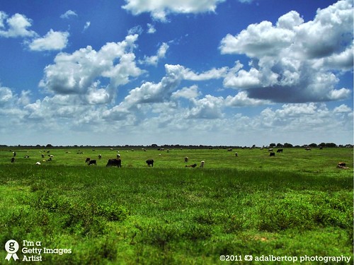 grass cattle farm venezuela lowlands finepix ganado fujifilm llanos hacienda finca monagas mygearandmepremium mygearandmesilver s2950